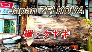 欅・ケヤキ Japan Zelkova Sawing!! - YouTube
