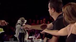 Acuna Diş Atan Maymun Yeteneksizsiniz Turkiye