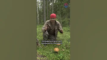 Что полезного в грибах?