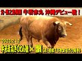 牛若赤丸ぎのわん號(元：威風神威、牛若赤丸、四強赤カブラー)ｘ蟹(元：昭和18年生号ガン角牛) 2023.2.12　【沖縄闘牛】