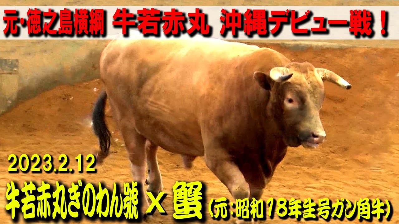 牛若赤丸ぎのわん號(元：威風神威、牛若赤丸、四強赤カブラー)ｘ蟹(元：昭和18年生号ガン角牛) 2023.2.12　【沖縄闘牛】