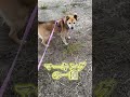 愛犬コロちゃんの日常で使える雑学#shorts