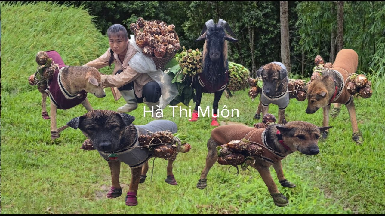 Vietnamese girl with dog and goat brings taro to market to sell for a living - ha thi muon