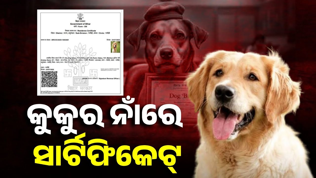 ଚକିତ ହୁଅନ୍ତୁ ନାହିଁ, ଡଗ୍ ବାବୁଙ୍କ ଠିକଣା ୱାର୍ଡ଼ ନଂ ୧୫ ମଣିଷ ପରି ପାଇଥିଲା ସାର୍ଟିଫିକେଟ୍ || Knews Odisha