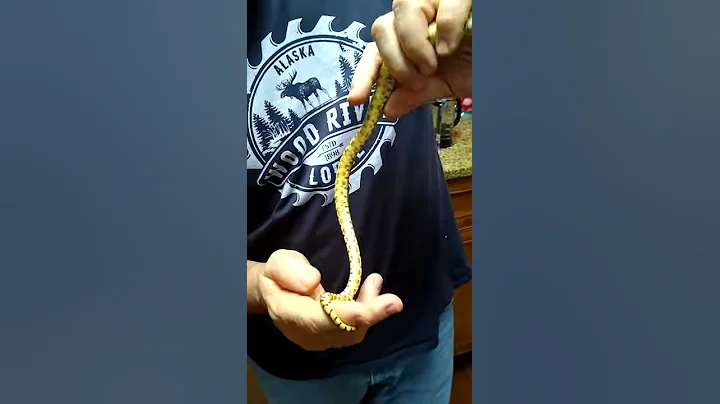 Christine, TX Bullsnakes 1/2000