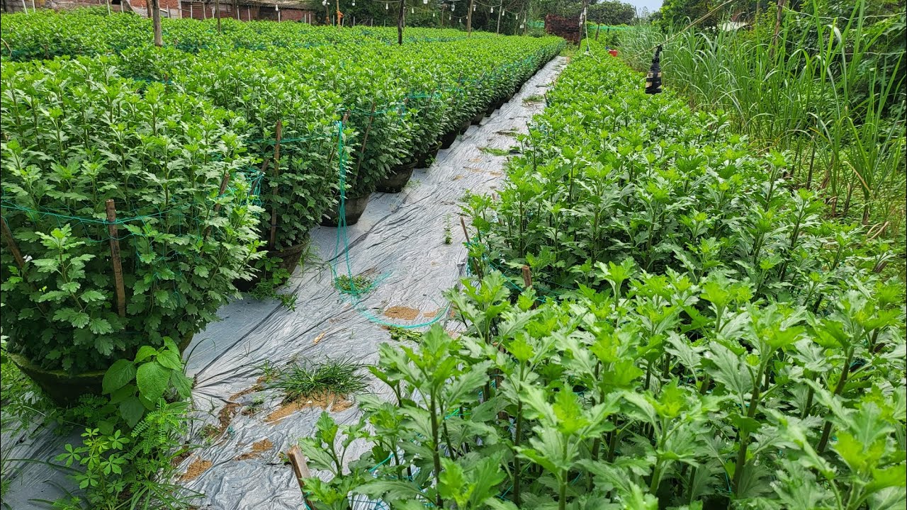 Cúc tết năm 2026