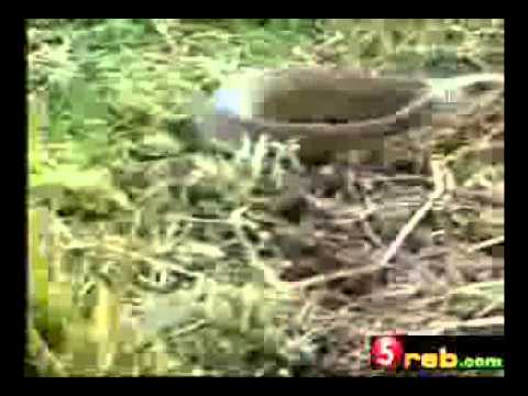 أسد و أفعي مع موسيقي فيلم الطيب و الشرس و القبيح