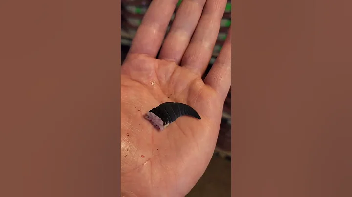 Black Night Leopard Gecko Tail Drop 😮😮😮 - DayDayNews