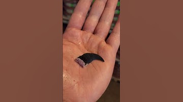 Thumbnail of Black Night Leopard Gecko Tail Drop 😮😮😮