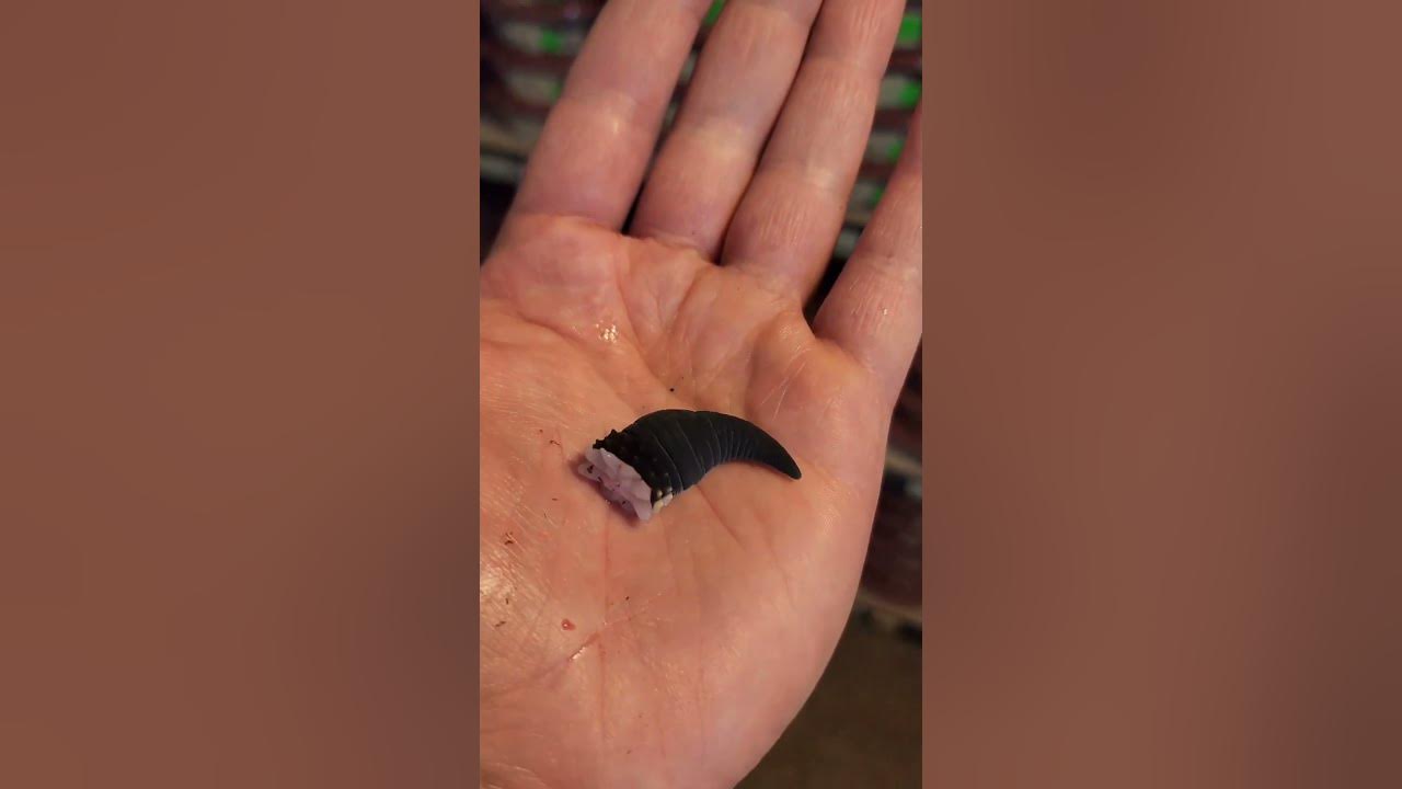 Black Night Leopard Gecko Tail Drop 😮😮😮