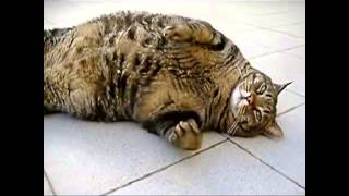 Funny cat compilation / Большая подборка смешных котов 2013