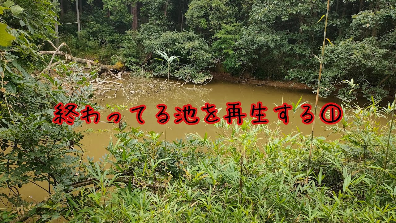 終わってる池を再生する①第一回調査