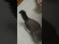 【公主】【貓】【Cat】#kitten #Cats #QQcats #猫咪 #貓 230