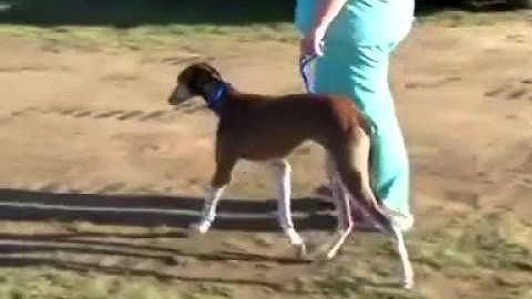 12 week progress following surgical correction of angular limb deformity