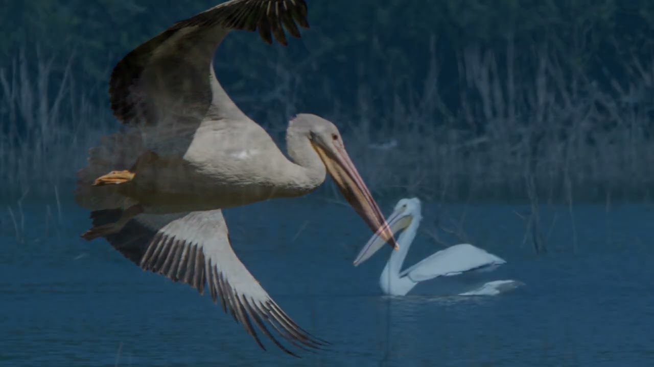 01 18 santa ana movie