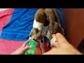 Sometimes things don&#39;t work out and you got to do what&#39;s best for your babies | baby goats |