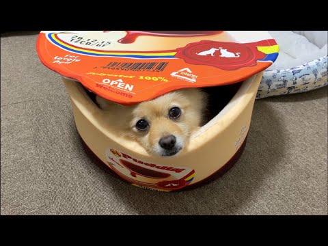 愛犬がベッドから出てこなくなりました…