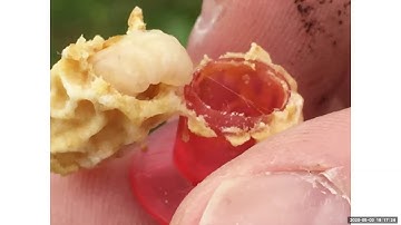 Spring Increase & Swarms, Doolittle Nuc Making, Dr Larry Connor -NY Bee Wellness