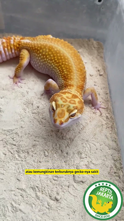 Gecko mogok makan, kenapa ya?? 🤔 #geckomogokmakan #geckomakan #geckogamaumakan