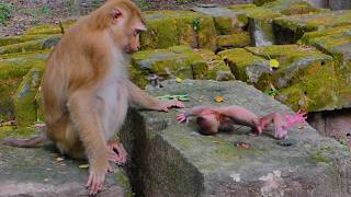 Newborn Baby Monkey Alfie Left Alone Briefly by Mom Pretty🩷she Teaches Baby Alfie to Be Brave&Strong
