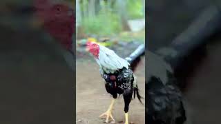 pecinta jalak widu jos jiss #ayambangkok #ayam #ayampakhoy
