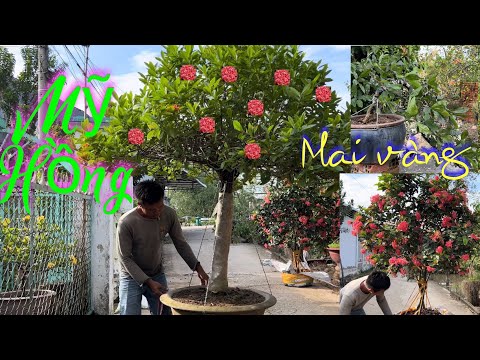 Video Hoa mẫu đơn bông trang Mỹ Hồng đẹp, vàng pháp, đỏ lá... - youtube