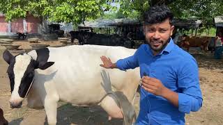 🐄🐃पशु मंडी बिहार मानसी बेगूसराय।25 लीटर वाली गाय भैंस सबसे सस्ता पशु।bihar pashu mandi screenshot 4
