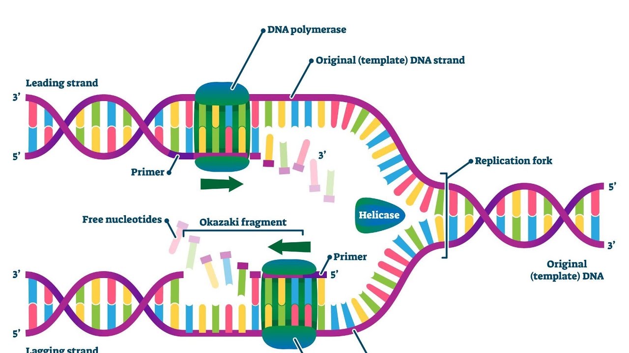 🧬 DNA 🧬🧬 polymerase Hand made short note #Biochemistry - YouTube