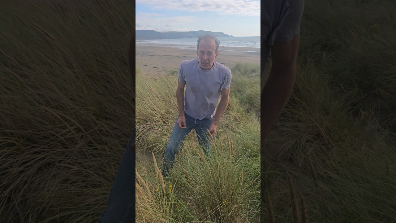 Fleabane on a sanddune (pulicaria dysenterica) 
