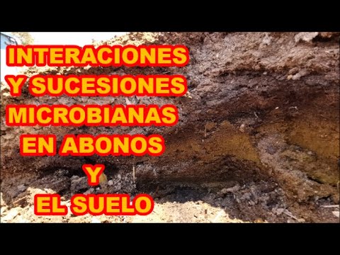 MICRORGANISMOS DEL SUELO Y LOS ABONOS, INTERACCIONES Y SUCESIONES BIOLÓGICAS 🦠🦠🦠
