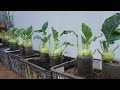 100 days of growing and harvesting kohlrabi in plastic bottles, big and sweet tubers