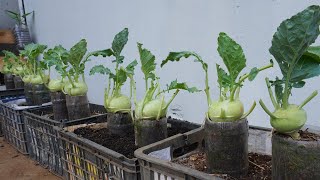 100 days of growing and harvesting kohlrabi in plastic bottles, big and sweet tubers