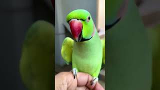 funny parrot talking video hindi #talkingparot #parrot #mithukibatain #viral #trending #superbparrot