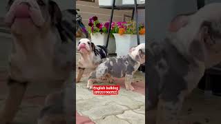 English bulldog male puppy for sale (8920196052) #follow