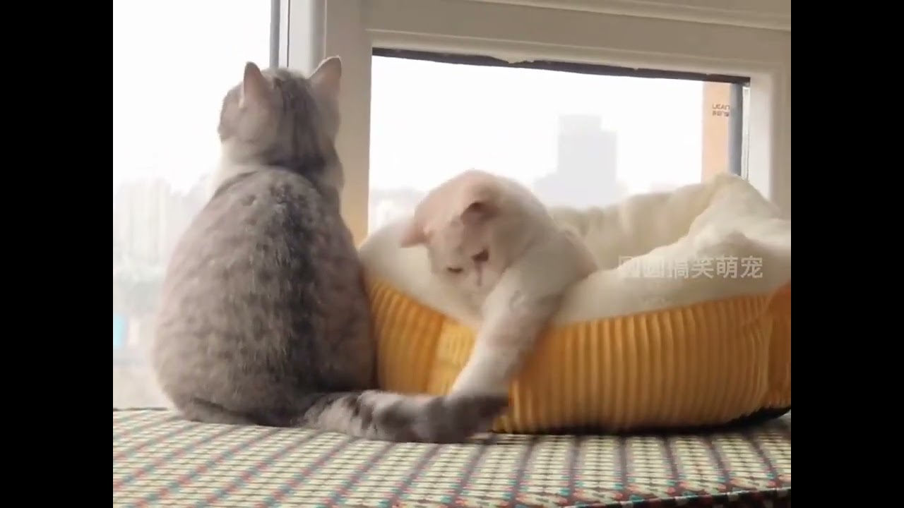 Kittens can heal everything. But can there really be no kittens in this world