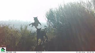 My Feline Valentine - Bobcats in Love by Citizens for Los Angeles Wildlife 390 views 3 months ago 1 minute, 23 seconds