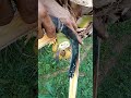 Perfect Cutting! Coconut Toddy Source #7 #satisfying