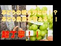シャインマスカットの植え方　[苗植え編] 20/3/10