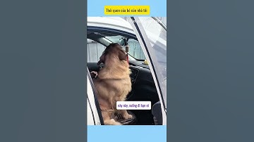 Cái nết của hai bé nhà tui#vui cùng cún cưng