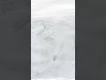 Василіск