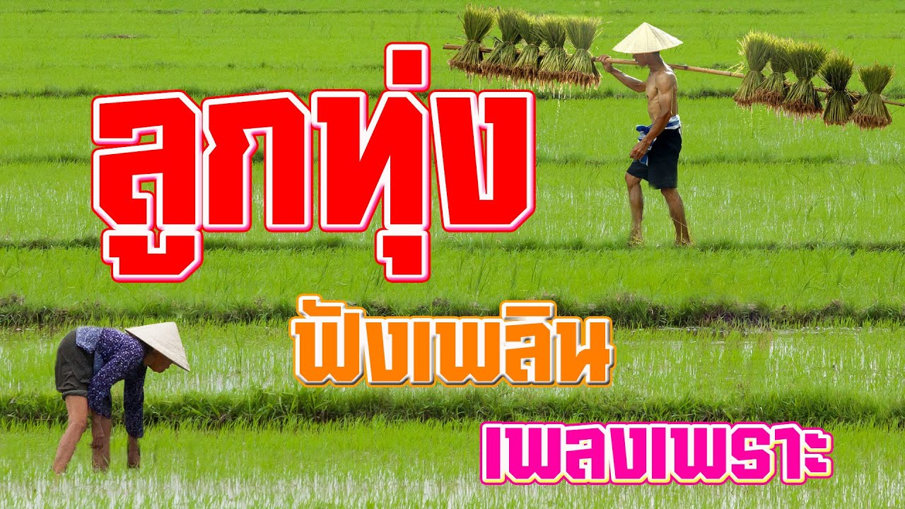 รวมเพลงลูกทุ่งเก่าฟังเพราะตลอดเวลา