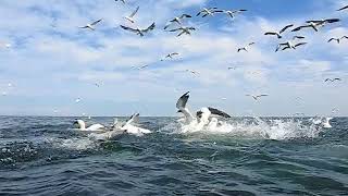 Amazing footage of Gannets diving for fish