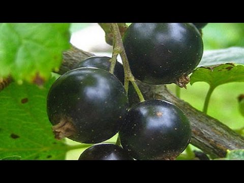 Video: Moskovska poslastica od paradajza: opis sorte