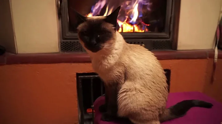 Video 10740211: siamese kitty, love siamese
