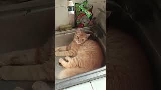 Cuaca Puanss Poolll Ngadem Di Wastafel Ajah