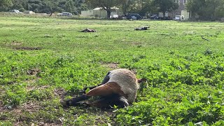 Probable attaque de loups, 12 chèvres tuées à la Penne-sur-Huveaune