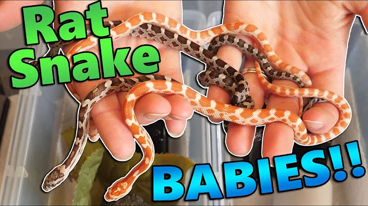We got Baby Amelanistic Rat Snakes!