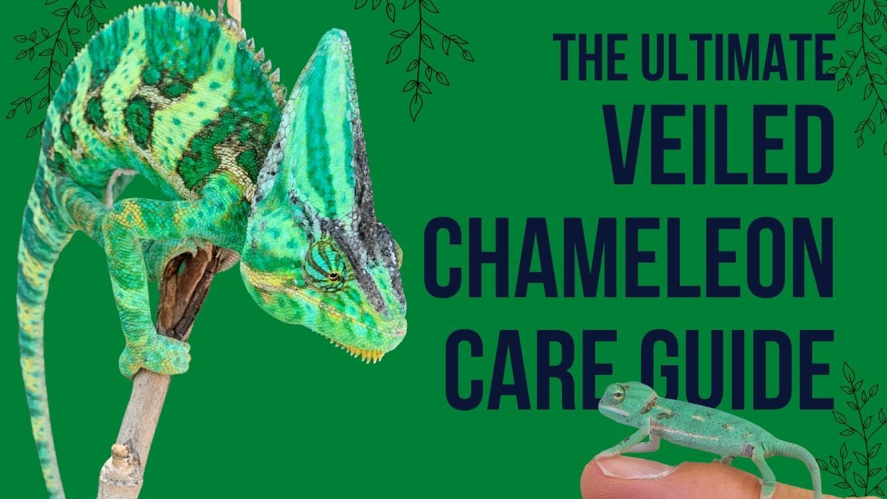 Best deals on Chameleon products - Klarna US »