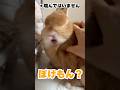 キレてるけどかわいいうさぎ