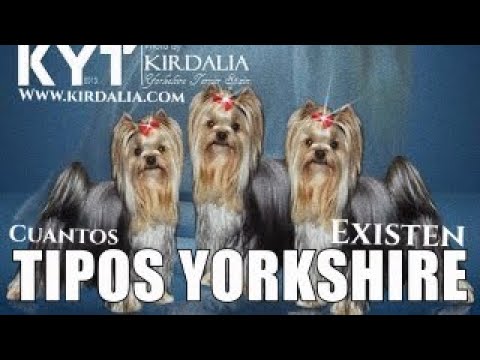 Vídeo: Quins Són Els Tipus De Yorkies